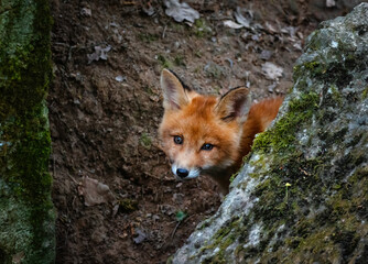 Fototapeta premium cute fox cub peeking curiously from behind a rock