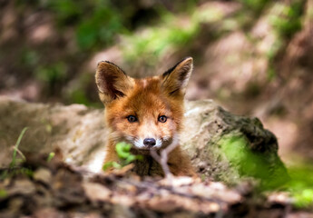 Fototapeta premium cute fox cub peeking curiously from behind a rock on a sunny day