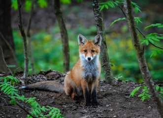 Fototapeta premium cute fox cub with bushy tail sitting in the forest and looking curiously