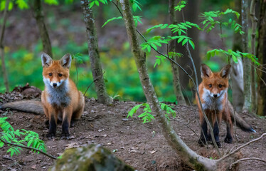 Fototapeta premium two baby foxes sitting in the forest and looking curiously