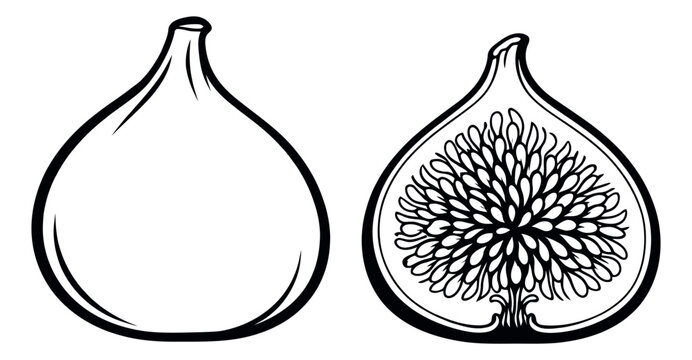 Hand drawn line art fig set featuring a whole fruit and a sliced half for healthy food design