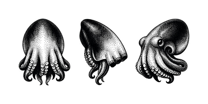 Common octopus mantle, realistic octopus mantle shown from front view, side view, and three-quarter angle with accurate organic proportions. Black and white