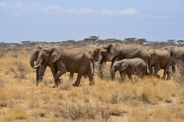 Fototapeta premium Eléphant d'Afrique