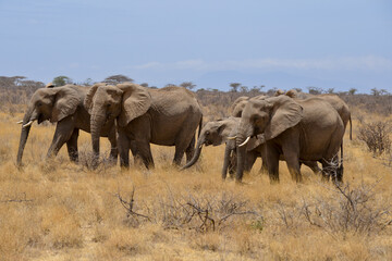 Fototapeta premium Eléphant d'Afrique