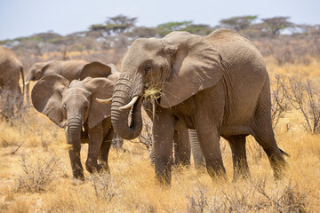 Fototapeta premium Eléphant d'Afrique