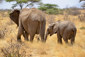 Obraz premium Eléphant d'Afrique