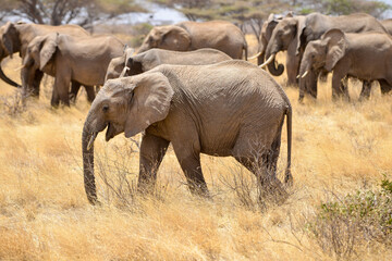 Obraz premium Eléphant d'Afrique