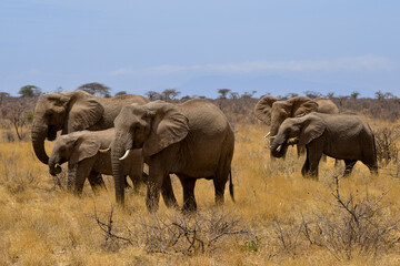 Obraz premium Eléphant d'Afrique