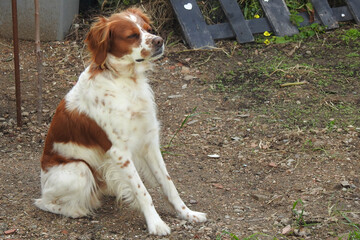 Spaniel breton © Steve Fossiant