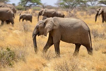 Fototapeta premium Eléphant d'Afrique