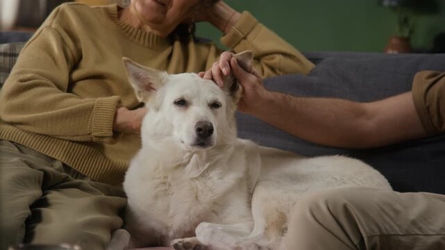Tilt down view of elderly woman watching television on couch beside white dog, anonymous husband scratching pets ear in home setting