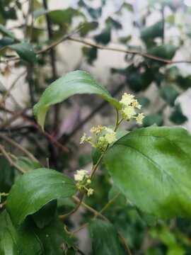 A group of small yellow flowers with green leaves, focused in the foreground with the background blurred.




