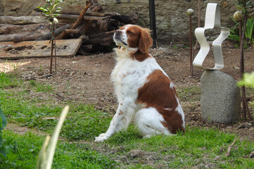 Spaniel breton © Steve Fossiant