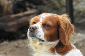 Spaniel breton © Steve Fossiant