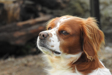Spaniel breton © Steve Fossiant