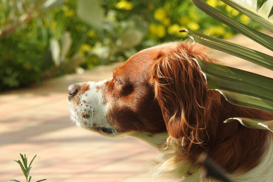 Spaniel breton