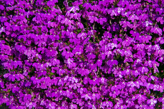 Blooming purple lobelia flowers