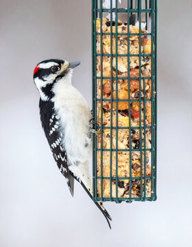 Downy woodpecker (dryobates pubescenson) on a suet feeder in winter. AI