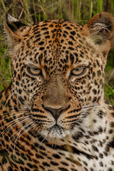 Fototapeta premium Leopard Portrait Close Up in African Savannah