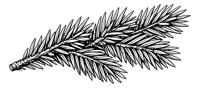 Hand drawn line art illustration of a fir branch depicting natural botanical detail for winter and Christmas designs