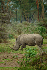 Fototapeta premium Southern White Rhinoceros Walking in Natural Habitat