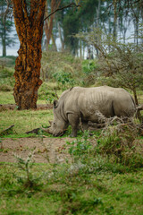 Obraz premium Southern White Rhinoceros Walking in Natural Habitat