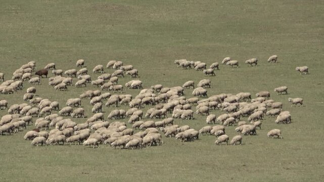 A herd of goats grazes in a mountain pasture.

