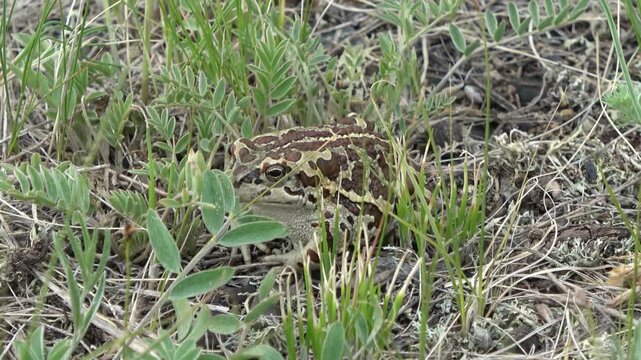 Mongolian toad close up. Dauria. Russia