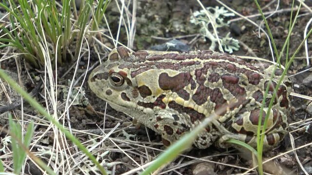 Mongolian toad close up. Dauria. Russia