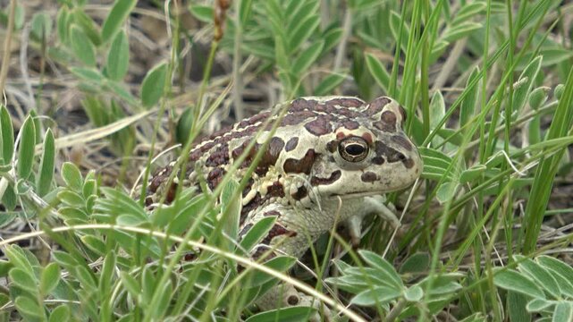 Mongolian toad close up. Dauria. Russia