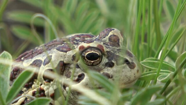 Mongolian toad close up. Dauria. Russia