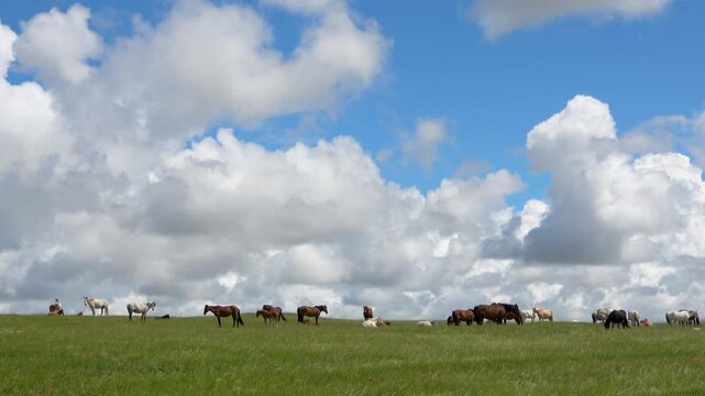 Herd of horses on a summer pasture against the backdrop of a blue sky with white clouds
