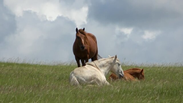 Herd of horses on a summer pasture against the backdrop of a blue sky with white clouds
