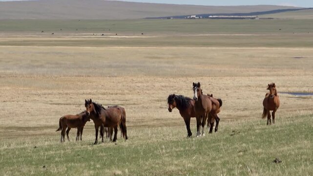 Herd of horses on a summer pasture against the backdrop of a blue sky with white clouds
