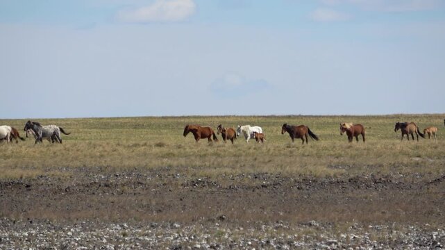 Herd of horses on a summer pasture against the backdrop of a blue sky with white clouds
