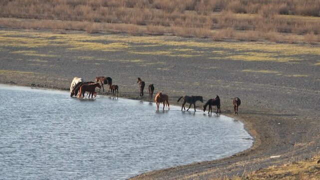 Herd of horses on a summer pasture against the backdrop of a blue sky with white clouds
