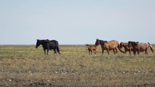 Herd of horses on a summer pasture against the backdrop of a blue sky with white clouds
