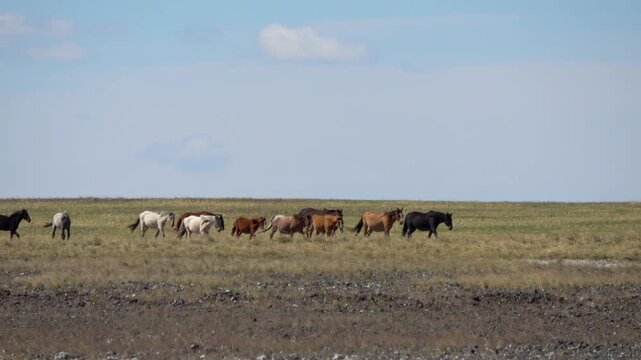Herd of horses on a summer pasture against the backdrop of a blue sky with white clouds
