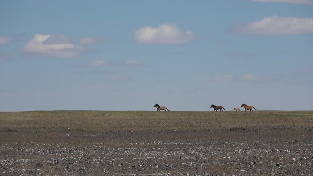 Herd of horses on a summer pasture against the backdrop of a blue sky with white clouds
