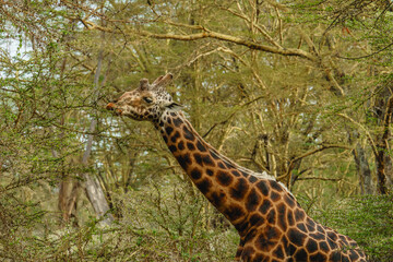 Fototapeta premium Wild Giraffe Feeding on Tree Leaves in Africa
