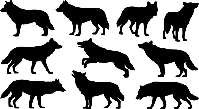 Set of wolf silhouettes isolated on white background, different wild canine poses for wildlife, forest, hunting, and nature design use