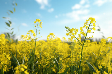 Fototapeta premium A beautiful field of yellow flowers stretching out under a clear blue sky. This image can be used to depict the beauty of nature or as a background for various projects
