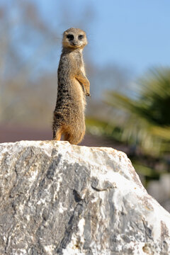 Suricate - animal - sentinelle du d&eacute;sert- mammif&egrave;re - Hespertid&eacute; - Afrique - d&eacute;sert - surveiller - regarder - fourrure