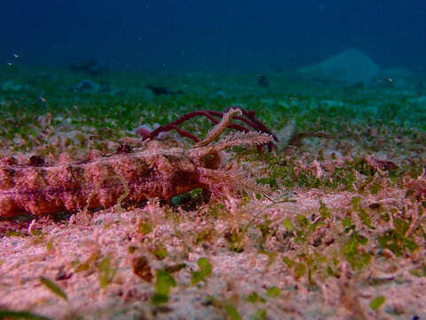 Sea cucumber crawls slowly across sandy seabed. Feathery feeding tentacles of sea cucumber extend gracefully in shallow tropical waters.