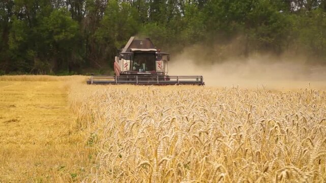 Work, combines, harvesting, wheat, tractor, moving, wheat field, autumn, picker, grain, field, harvest, season, beautiful, natural, airy, landscape