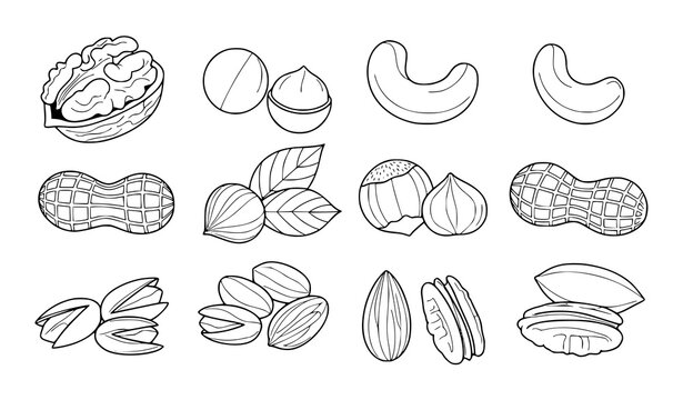 Minimal nut outline coloring page vector collection with almond walnut peanut pistachio and hazelnut line illustrations