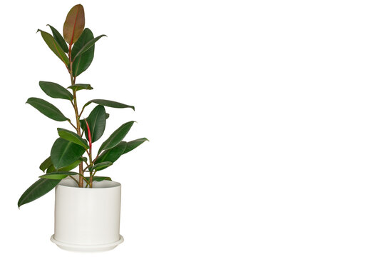 Ficus rubber tree (elastic) isolated on white background, macro.