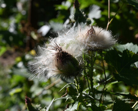 Thistle Seed Heads with Fluffy Pappus