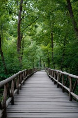 Fototapeta premium Wooden boardwalk through lush green forest canopy winding tranquil path surrounded by tall trees and dense foliage along a natural trail
