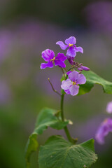 Obraz premium Orychophragmus violaceus blooms in violet — tender green leaves herald spring, soft-focus backdrop evokes dreamy natural serenity